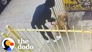 Hidden Camera Catches Guy Abandoning Pit Bull Outside A Store | The Dodo Pittie Nation