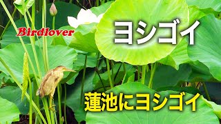 蓮の花とヨシゴイ / Yellow bittern