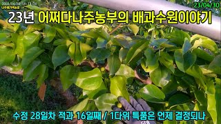 23년 배과수원이야기 49화 - 1다위 특품은 언제 결정되나 #1다위 #특품 #꽃가루 #습처리 #저장양분 #신고배 #어쩌다나주농부 #나주배가족농장