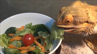 野菜が好きなトカゲ Bearded Dragon Eating Veggies