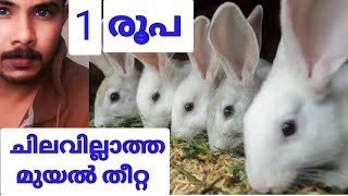 RABBIT FARMING | മുയൽ കൃഷിയും തീറ്റയും |how to become successful|@myaim6365