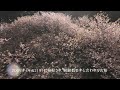 かたらんね「くまもと彩レター　～被災地の桜～」（2022年4月15日放送）