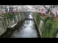 3 21 23 sakura cherry blossom viewing meguro river nakameguro tokyo japan 桜 花見 目黒川 中目黒 東京 日本