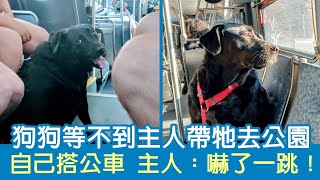 狗狗等不到主人帶牠去公園 自己搭公車 主人：嚇了一跳！ | 狗狗搞笑