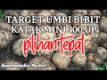 Pertanian Porang | Bongkar Umbi Bibit Porang .