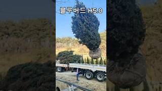 🌲 블루버드 H5.0 서양측백 H1.8 아름다움의 모든 것! 🌲