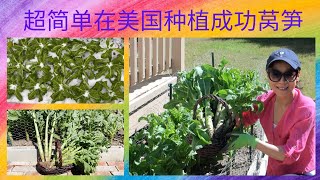 第一次在美国成功种植高产耐寒莴笋| [Eng. Sub] First-time successfully planting high-yield hardy celtuce in the U.S.