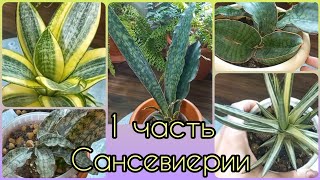 1 часть🌱САНСЕВИЕРИИ🌸Обзор🌱Ханни Голд🌱Кирки Стар Каньон гранит🌸Хорвуд🌱Кирки Сильвер Блю🌸Францизи🌱Уход