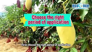 Control of mango anthracnose