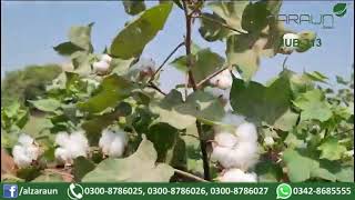 Cotton Variety: IUB-313