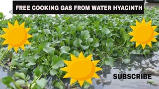 SECRETS OF HOW TO MAKE CLEAN COOKING GAS FROM WATER HYACINTH