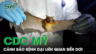 CDC Mỹ Cảnh Báo Có Nhiều Trường Hợp Mắc Bệnh Dại Liên Quan Đến Dơi | SKĐS