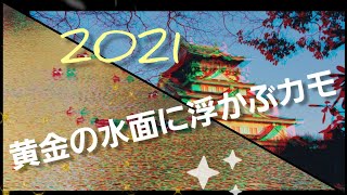 2021年　黄金に輝く水面に浮かぶカモ。大阪城