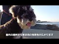 お薦めのワンコとお出かけスポット 観音崎公園