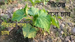 শীতের শসা চাষের নতুন পদ্ধতি। শীতের শসা চাষের নতুন নিয়ম। শীতের শসা চাষে।