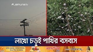 অপরূপ দৃশ্য! গোপালগঞ্জে চড়ুই পাখির কিচির-মিচিরে মুগ্ধ স্থানীয়রা | Gopalganj sparrow | Jamuna TV