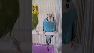 Barátok (Friends) #parrot #little parrot