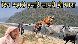 आंखों के सामने tiger ने 2cattle मारी हम कुछ नहीं कर पाये | tiger attack | jim corbett national park