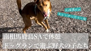 【キャンピングカー旅】南相馬鹿島SAのドッグランで走り回るよりクンクンが楽しかった野犬の子たち