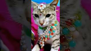 ତୁ ଚାଲିଯିବୁ ତୋ ଶାଶୁ ଘର ଫୁଲ ର ସବାରୀରେ #viralvideos #sadsong #catlover