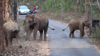 Elephant Attack   kerala forest കാട്ടാന  കൂട്ടം