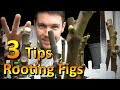 Wow! These Fig Roots are Huge (Part 2) | Dec. 2018 Rooted Fig Cuttings