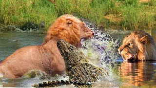 Terrible! Crocodile Suddenly Rushed To Bite The Lion's Neck To Steal Prey - What Will Happen Next?