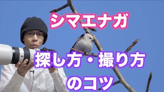 【野鳥写真の撮り方】シマエナガの見つけ方と撮り方のコツ【初心者向け】