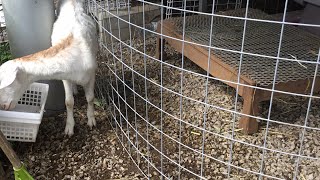 ヤギと朝散歩　山羊の山学校