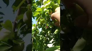 Harvest Fruit