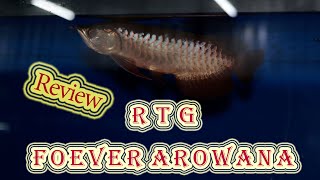 อัพเดท ทองอินโด RTG ของฟาร์ม forever กันค่ะ ปลามังกร P\u0026P Arowana เชียงใหม่ ส่งได้ทั่วไทย