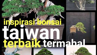 taiwan bonsai inspiration || the best, most expensive in its class