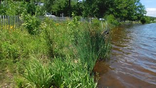 Restoring the Manalapan Brook Watershed: Maintenance for Lakeshore and Shoreline Restoration