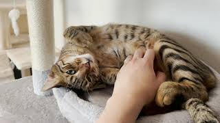 甘えん坊のトイガーがお腹を出して誘ってきます！Toyger stares at me to touch!