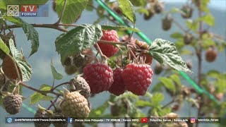 Početna otkupna cena maline u Prijepolju - 200 dinara po kilogramu