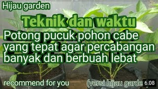 Teknik/waktu potong pucuk pohon cabe yang tepat agar percabangan banyak dan berbuah lebat.seri1