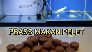 LATIH MAKAN PELET IKAN PREDATOR PBASS