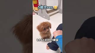 みんなとおすわり練習🧸 #toypoodle #トイプードル #teacuppoodle #ティーカッププードル #トイプードルパピー #極小犬 #おすわり#べあちゃんねる#shorts