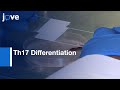 Th17 Differentiation and Islolation of CD4 T Lymphocytes | Protocol Preview