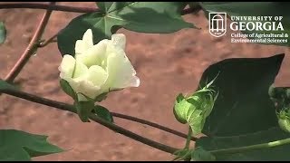 In the Field (Eps. 1) - The Volatile U.S. Cotton Market