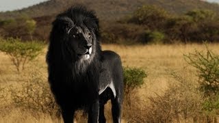 IS THE BLACK LION REAL?