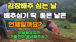 김장배추심기 배추심기 딱 좋은 날은 언제일까요? 비닐멀칭 안하고 심기