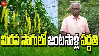 మిరప సాగులోజంటసాళ్ల పద్ధతి | Double row method of chilli cultivation | hmtv agri