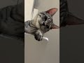 上からジルくん cat 猫 猫のいる暮らし 猫動画 bengal