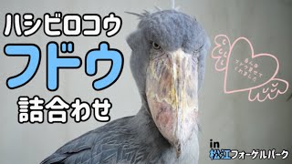 【松江フォーゲルパーク】ハシビロコウのフドウくん詰合わせ！