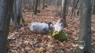 HAZAI VADÁSZ - 250. adás - 2019.01.19. - ECHO-TV