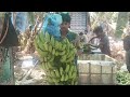 5290 ratun f1 bkisan banana g 9 पीलबाग 43kg दूसरी फसल किसान पाठशाला farmer school 7697438222