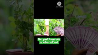 बिना तुलसी के कृष्ण भोग का स्वीकार नहीं करते,#viral,#trending,#viralvideo,#shorts,#tulsi,#tulsipata,