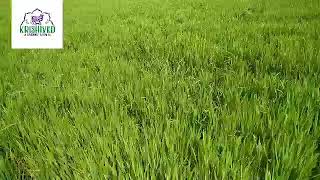 Krishived Organic Farm Khapali Gahu (EmmerWheat) Tour