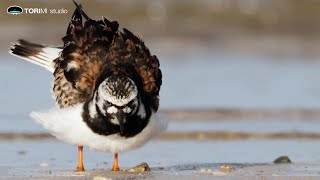 Ruddy Turnstone | Talk of birds